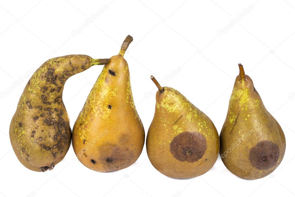 Four Worm pears Maggot Larva Eating Apple damaged on White Background