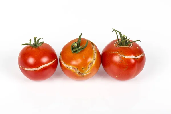 Diviser Tomates Cassées Raison Pluie Après Sécheresse Problème Jardinage Sur — Photo