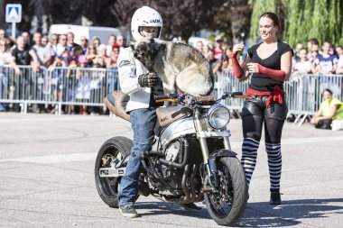 Le özelliği, Seine deniz, Normandy, Fransa - Sepember 01, 2018. Moto show şehir merkezi kare. Atv Dublörler, dublör sürme - Wheelie, Stoppie ve aşırı akrobasi takla bir köpek Tervueren Belçika çoban oturan motosiklet üzerinde hileler 