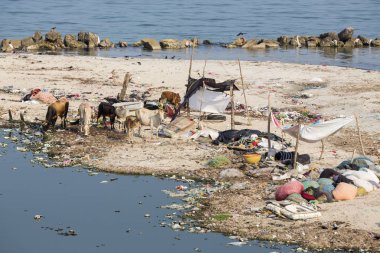 Belgesel yayın. Yaklaşık, Rameswaram, Rameshwaram, Pamban Adası, Tamil Nadu, Hindistan - 2018 Mart. Kimliği belirsiz zavallı yerel geleneksel balıkçı çöp ve inek ve keçi, bezler ile yapılmış çadır altında ortasında sahilde yaşayan.