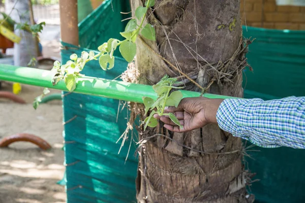 Olağandışı pot Çiçeklik bahçede. Eski plastik tüpler çiçek yataktan. flowerbed tasarım. Bahar, yaz, Bahçe. plastik şişe kullanın. İkinci hayat şeyler. atık yönetimi, çevre, Hindistan