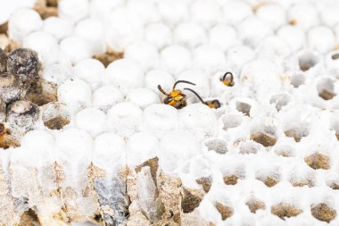 Canlı Asya hornet wasp baş, petekli yuva böcek makro yakın çekim. Zehirli zehir hayvan koloni. Doğa tehlikede kavramı