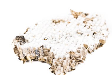 Canlı Asya hornet wasp baş, petekli yuva böcek makro yakın çekim. Zehirli zehir hayvan koloni. Doğa tehlikede kavramı