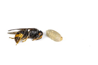 Beyaz arka planda ölü Asya hornet arı larva larva böcek makro yakın çekim. Zehirli zehir hayvan koloni. Doğa tehlikede kavramı