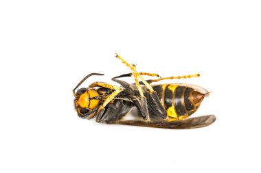 Beyaz arka planda ölü Asya hornet wasp böcek makro yakın çekim. Zehirli zehir hayvan koloni. Doğa tehlikede kavramı