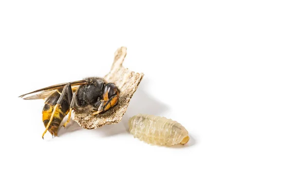 Close Dead Asian Hornet Wasp Larva Larvas Inseto Macro Fundo — Fotografia de Stock