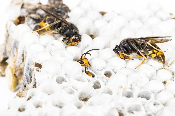 Close Alive Dead Asian Hornet Wasp Head Nest Honeycombed Insect — Fotografia de Stock