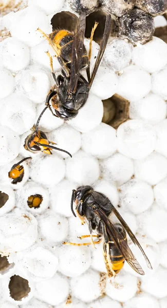 巣穴だらけにした昆虫マクロで生きていると死んでいるアジア ホーネット ワスプ ヘッドのクローズ アップ 毒を毒動物コロニー 自然の中の危険性の概念 — ストック写真