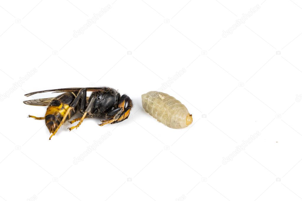 Close up of dead asian hornet wasp larva larvae insect macro in white background. Poisonous venom animal colony. Concept of danger in nature