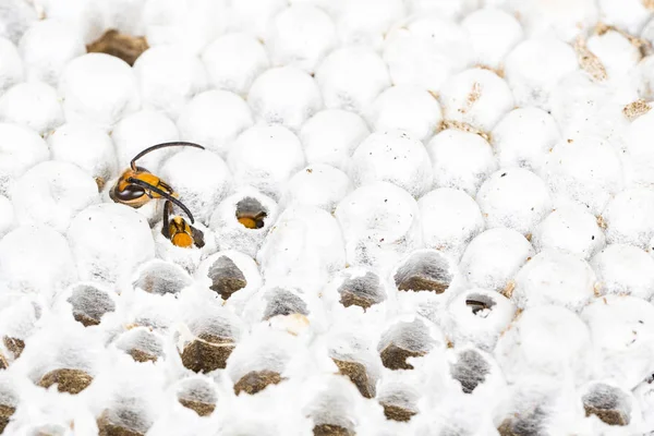 巣穴だらけにした昆虫のマクロでの生きているアジア ホーネット ワスプ ヘッドのクローズ アップ 毒を毒動物コロニー 自然の中の危険性の概念 — ストック写真