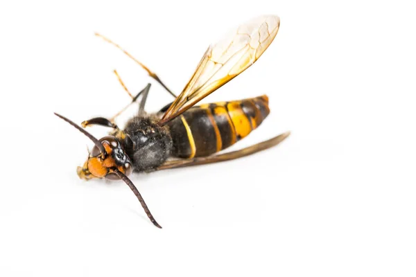 Close Dead Asian Hornet Wasp Insect Macro White Background Colónia — Fotografia de Stock