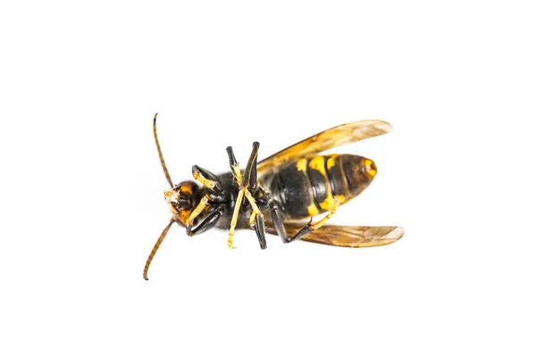 Close Dead Asian Hornet Wasp Insect Macro White Background Colónia — Fotografia de Stock