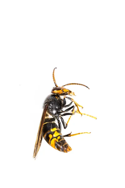 Close Dead Asian Hornet Wasp Insect Macro White Background Colónia — Fotografia de Stock