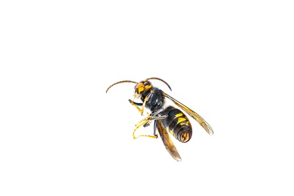 Close Dead Asian Hornet Wasp Insect Macro White Background Colónia — Fotografia de Stock