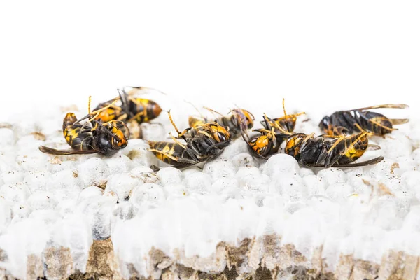 Primer Plano Avispa Asiática Muerta Avispa Nido Abeja Macro Insecto — Foto de Stock