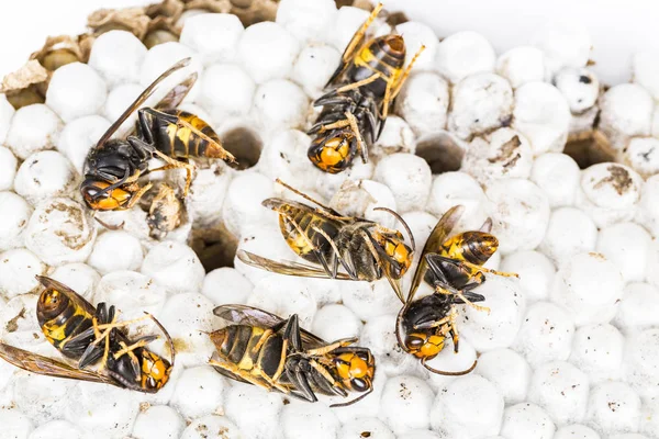 Close Dead Asian Hornet Wasp Nest Honeypented Insect Macro Colónia — Fotografia de Stock