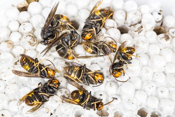 Close Dead Asian Hornet Wasp Nest Honeypented Insect Macro Colónia — Fotografia de Stock