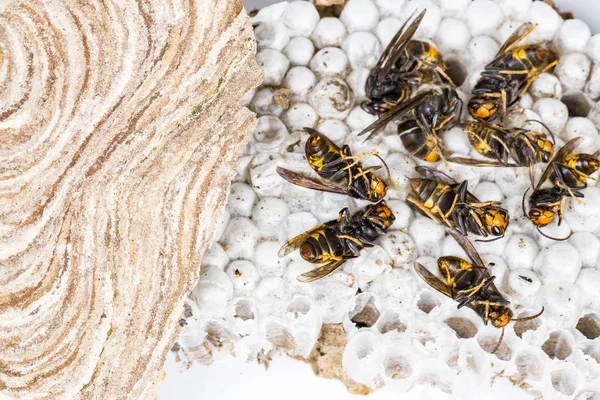 Close Dead Asian Hornet Wasp Nest Honeypented Insect Macro Colónia — Fotografia de Stock