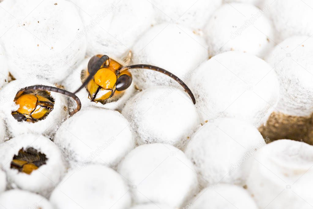 Close up of alive asian hornet wasp head, in nest honeycombed insect macro. Poisonous venom animal colony. Concept of danger in nature