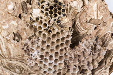 Asya hornet yaban arısı yuvası larva larvaları ile'deki petekli böcek makro yakın çekim. Zehirli zehir hayvan koloni. Doğa tehlikede kavramı