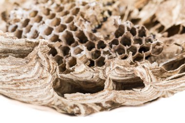 Asya hornet yaban arısı yuvası larva larvaları ile'deki petekli böcek makro yakın çekim. Zehirli zehir hayvan koloni. Doğa tehlikede kavramı