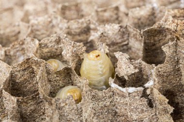 Asya hornet yaban arısı yuvası larva larvaları ile'deki petekli böcek makro yakın çekim. Zehirli zehir hayvan koloni. Doğa tehlikede kavramı