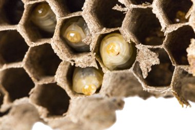 Makronun Asya hornet yaban arısı yuvası petekli böcek larva larva canlı ve ölü ile kapatın. Zehirli zehir hayvan koloni. Doğa tehlikede kavramı