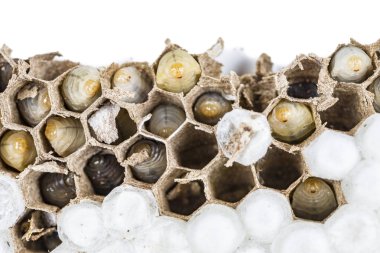 Asya hornet wasp petekli yuva böcek makro ile larva larva canlı ve ölü beyaz zemin üzerine kapatın. Zehirli zehir hayvan koloni. Doğa tehlikede kavramı