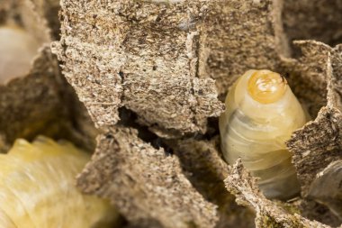 Makronun Asya hornet yaban arısı yuvası petekli böcek larva larva canlı ve ölü ile kapatın. Zehirli zehir hayvan koloni. Doğa tehlikede kavramı