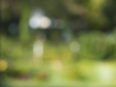 Soyut Yeşil Siyah doğa ile parlak güneş ışığı, işaret fişeği bokeh etkisi, degrade zemin çevre dostu kavramları tasarım öğesi veya sunu şablonunun arka plan bulanık