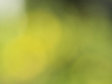 Soyut Yeşil doğa ile parlak güneş ışığı, işaret fişeği bokeh etkisi, degrade zemin çevre dostu kavramları tasarım öğesi veya sunu şablonunun arka plan bulanık