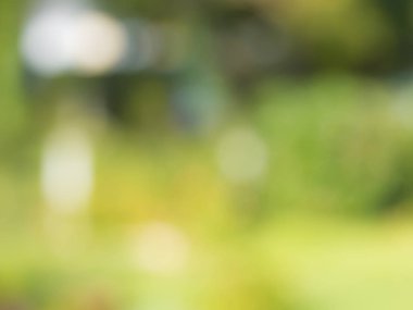 Soyut Yeşil Siyah doğa ile parlak güneş ışığı, işaret fişeği bokeh etkisi, degrade zemin çevre dostu kavramları tasarım öğesi veya sunu şablonunun arka plan bulanık