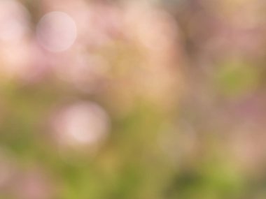 Soyut Yeşil pembe doğa ile parlak güneş ışığı, işaret fişeği bokeh etkisi, degrade zemin çevre dostu kavramları tasarım öğesi veya sunu şablonunun arka plan bulanık
