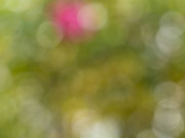 Soyut Yeşil pembe doğa ile parlak güneş ışığı, işaret fişeği bokeh etkisi, degrade zemin çevre dostu kavramları tasarım öğesi veya sunu şablonunun arka plan bulanık