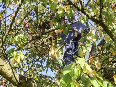 Büyük büyük Asya hornets eşekarısı yuvası ek yükü bir ağaç dalı ile onları öldürmek için adam üst ölçek üzerinde asılı. Tehlikeli böcek bahar yaz saati yuvalarında oluştururken kendileri için tutmak gibi görünüyor.