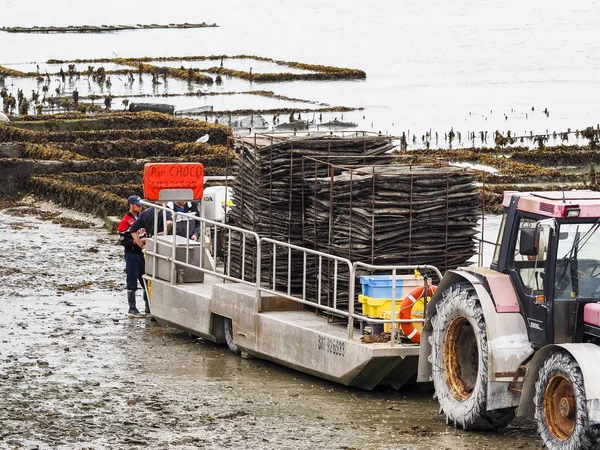 Канкаль Франція Вересні Circa 2018 Місцевий Oyster Морепродуктів Фермерів Працівників — стокове фото