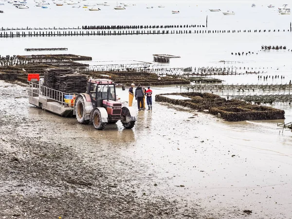 Cancale Frankrijk September Circa 2018 Lokale Oester Zeevruchten Boeren Werknemers — Stockfoto