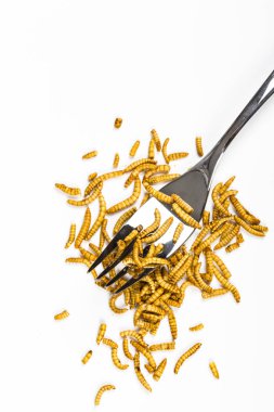Yakın çekim yemeklik yiyecek çerez olarak uygun çatal ile solucan molitors böcekler yemek kızarmış. Beyaz arka plan. Asya Kültür ve protein gıda gelecek. Sağlıklı yaşam konsepti.