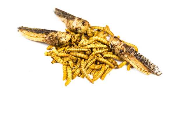 Los Gusanos Fritos Comestibles Cerca Molestan Comida Insectos Adecuada Como —  Fotos de Stock