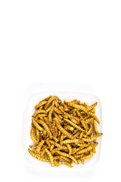 Close-up edible fried worms molitors insects meal suitable as food snack. Asian culture and protein food of future. Healthy life concept