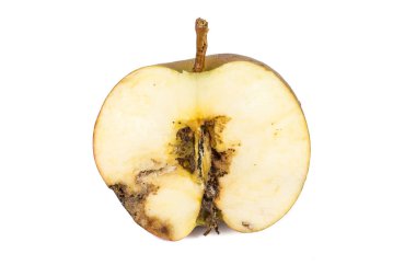 Yakın çekim sıkıcı bir yarım kurtlu elma codling güve Cydia Pomonella, iz. Beyaz arka plan üzerinde. Yazmak için bir yer