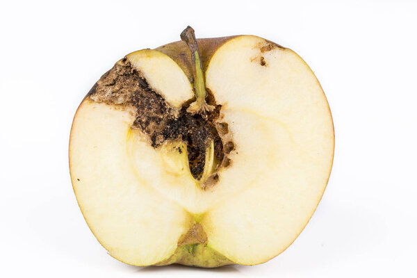 Close up Boring trace of a codling moth Cydia Pomonella, in a half middle wormy apple. On white background. Scab, oidium, mushroom