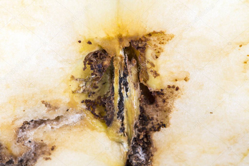 Close up Boring trace of a codling moth Cydia Pomonella, in a half middle wormy apple. Scab, oidium, mushroom