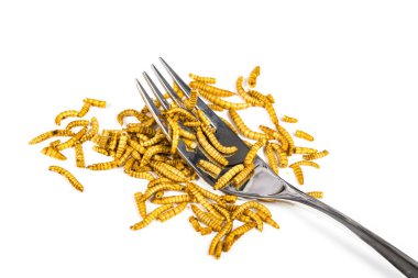 Yakın çekim yemeklik solucan molitors böcekler yemek yiyecek çerez olarak uygun kızarmış. Asya Kültür ve protein gıda gelecek. Sağlıklı yaşam konsepti