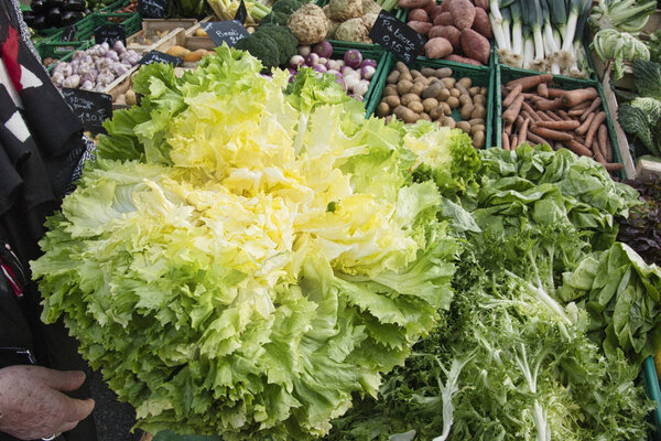Green vegetables salad escarole endive in woman hand at a grocery market. Female chooses healthy food