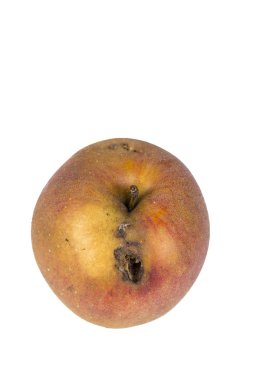 Bir İçkurdu güvesi Cydia pomonella sıkıcı iz, bir kurtlu elma. Beyaz arka planda.