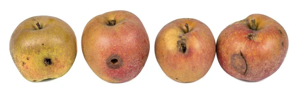 Cuatro gusanos larva de gusano de manzana Comer manzana dañada en fondo blanco —  Fotos de Stock