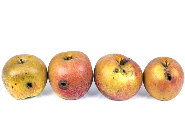 Чотири хробака Apple Maggot larva їдять пошкоджені яблуко на білому тлі — стокове фото