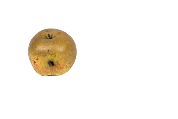 Rastros aburridos de una polilla acurrucada Cydia Pomonella, en una manzana de gusano. Sobre fondo blanco . — Foto de Stock