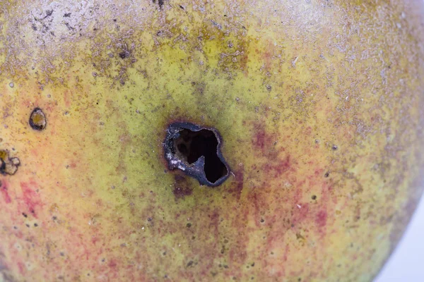 Close up Boring trace of a codling moth Cydia Pomonella, in a wormy apple. On white background.